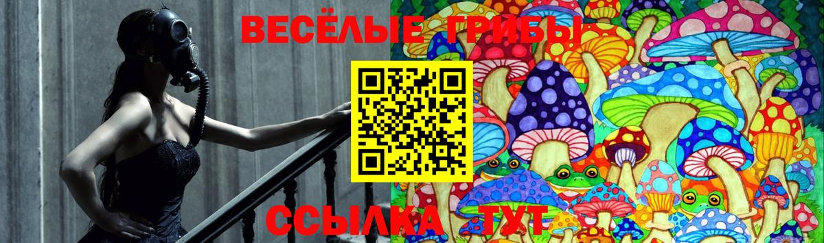 Псилоцибиновые грибы Psilocybine cubensis Киселёвск